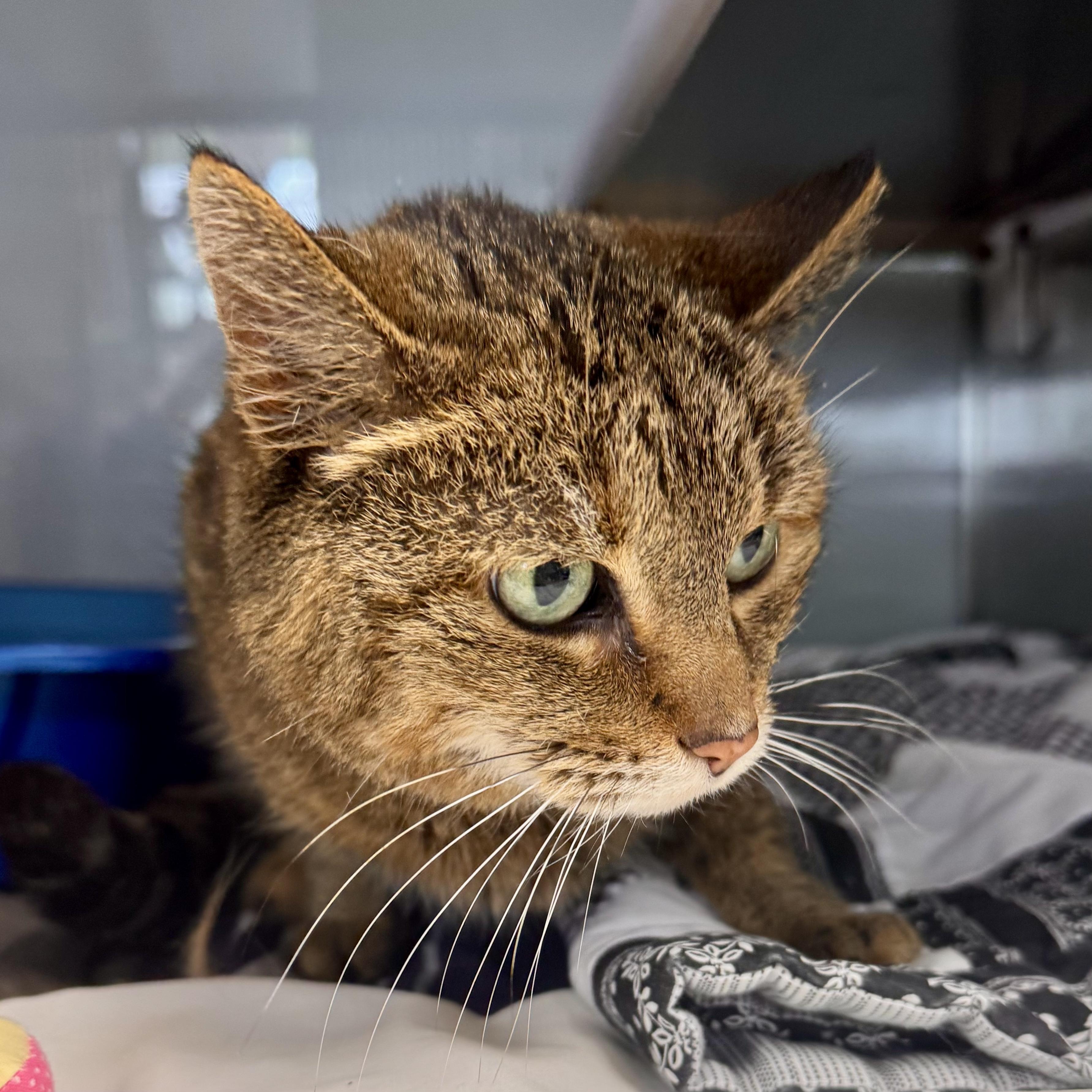 Kitty Purry, a ADOPTABLE Domestic Short Hair in Midland, MI image 3/3