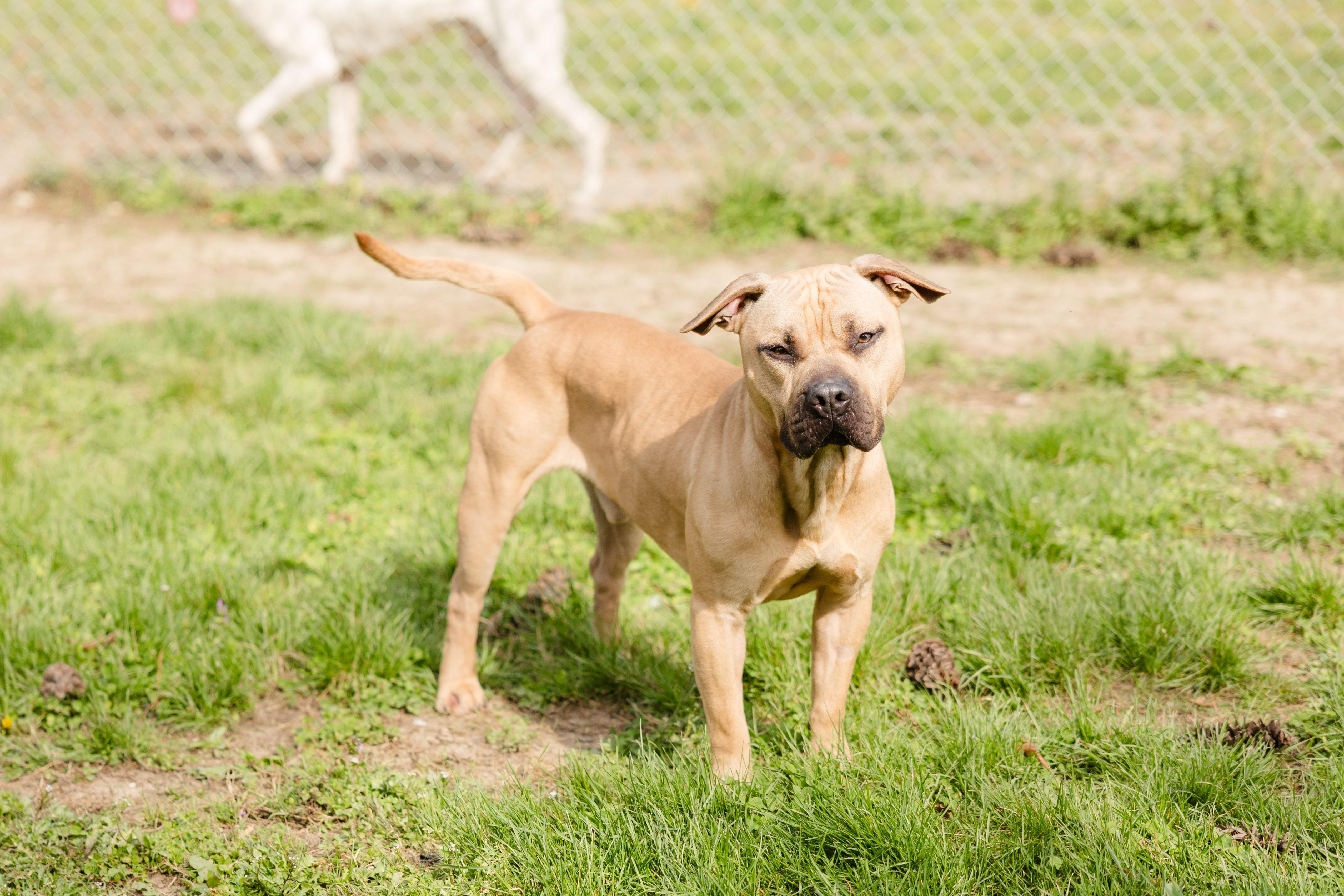 Enlarge Tyson, a ADOPTABLE mixed breed in Newburgh, IN image 3/3