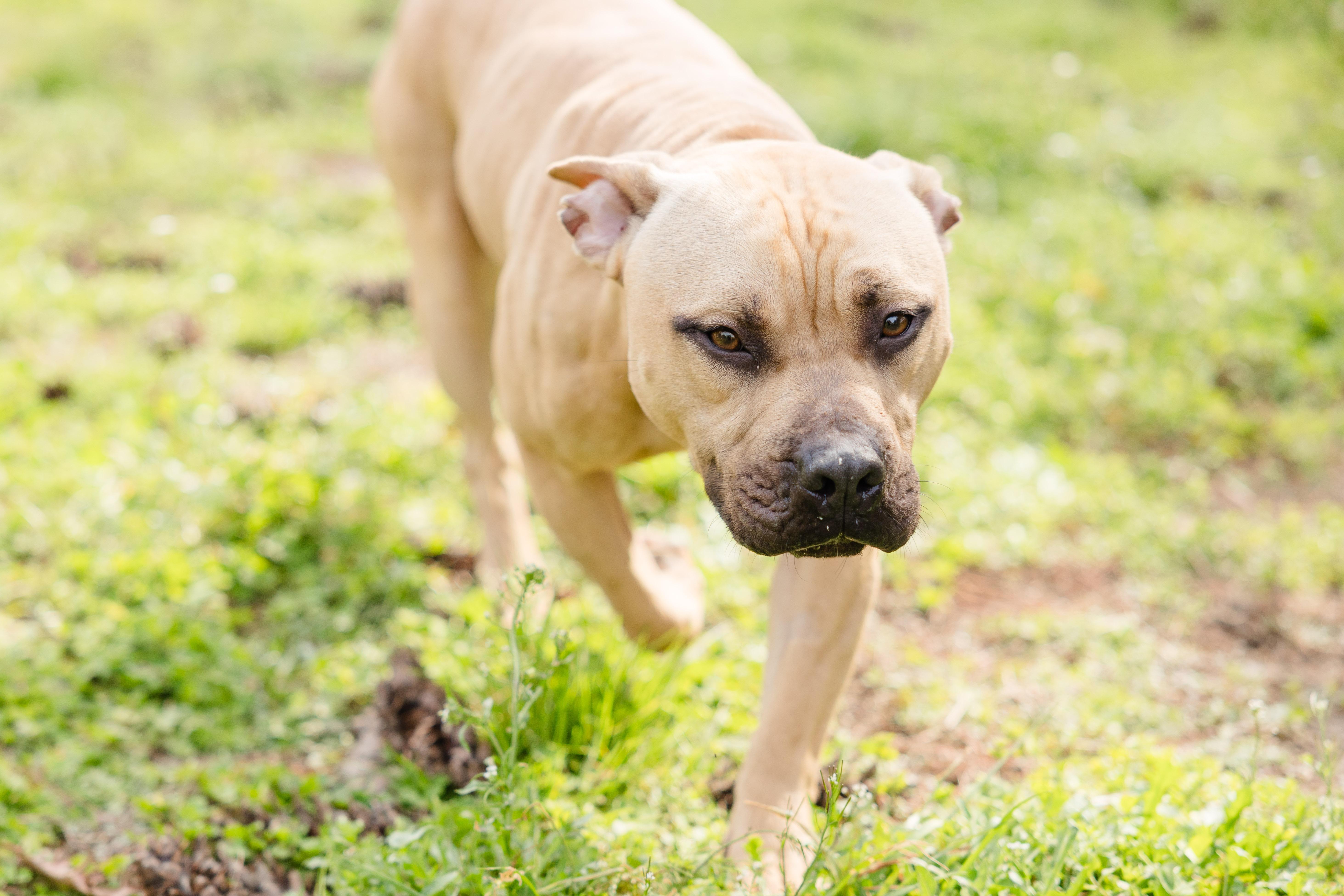 Enlarge Tyson, a ADOPTABLE mixed breed in Newburgh, IN image 2/3