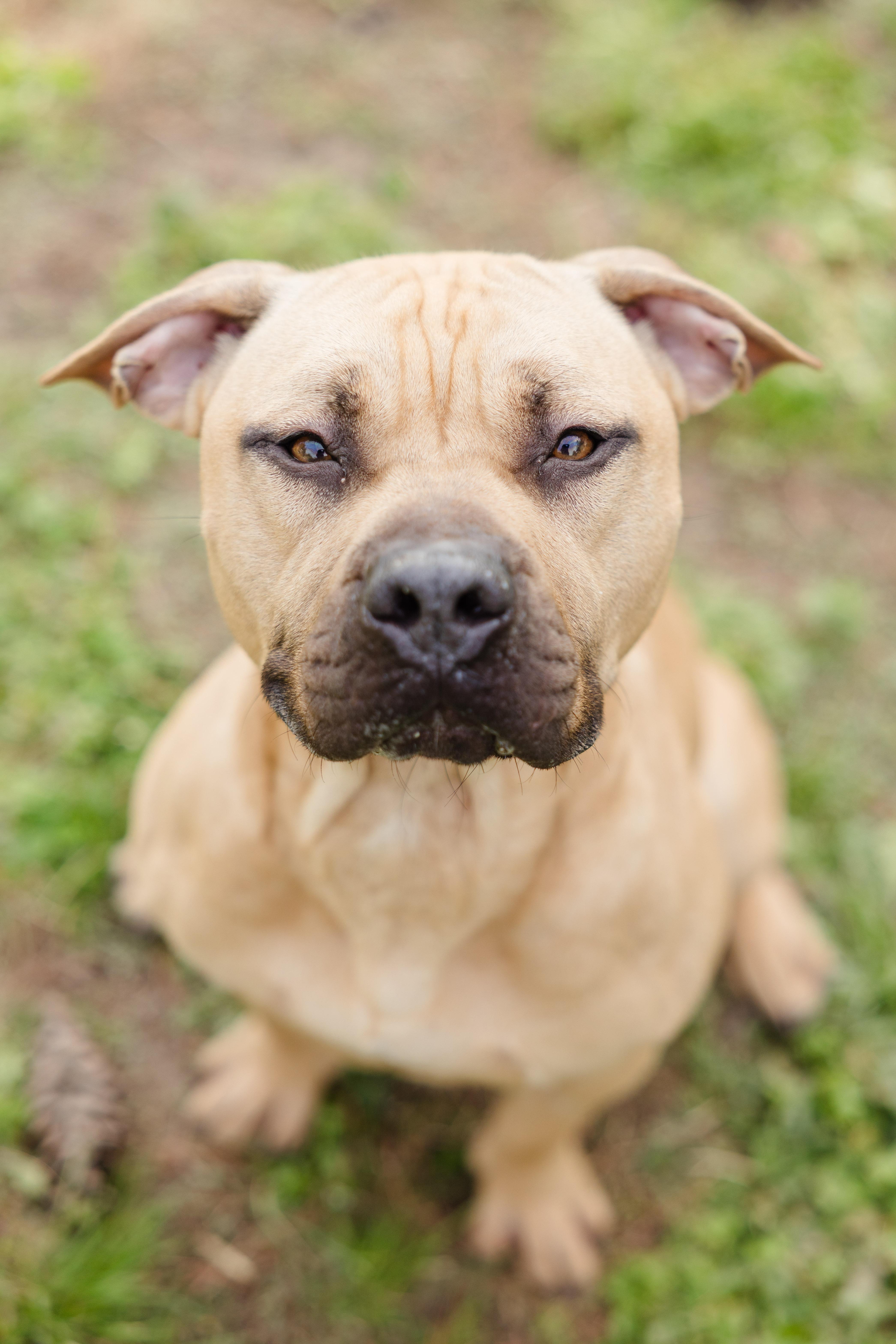 Tyson, ADOPTABLE, Adult Male American Staffordshire Terrier.