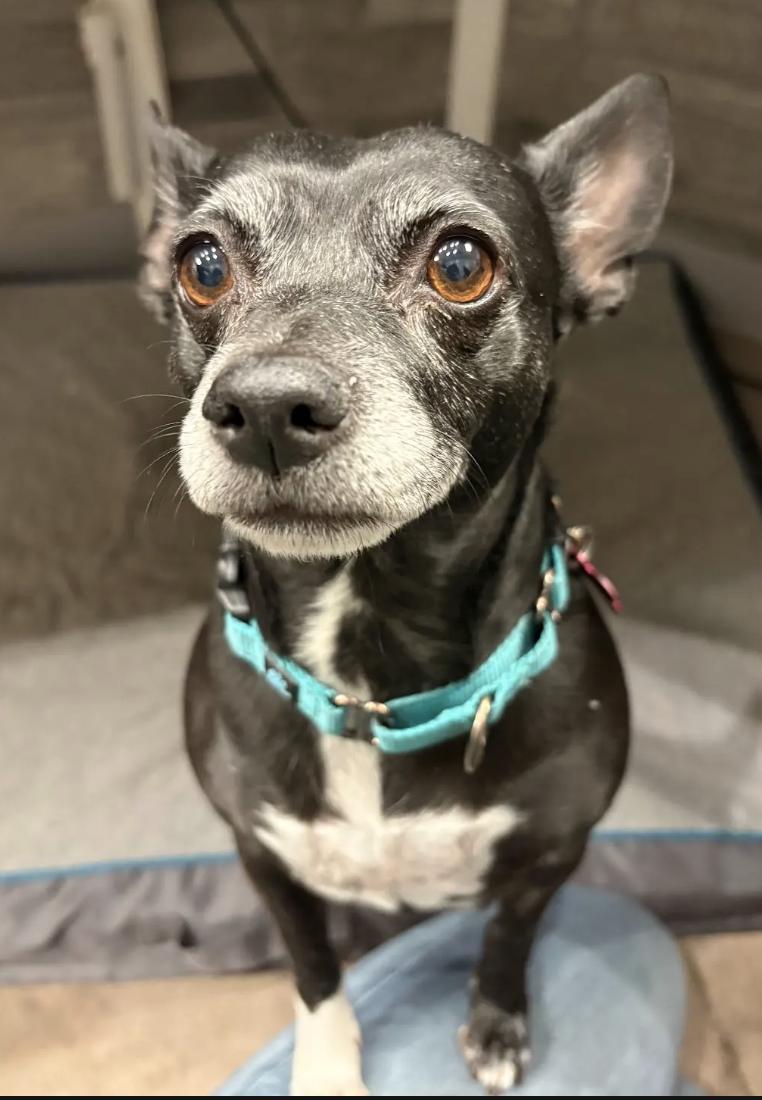 Claudette, ADOPTABLE, Senior Female Chihuahua.
