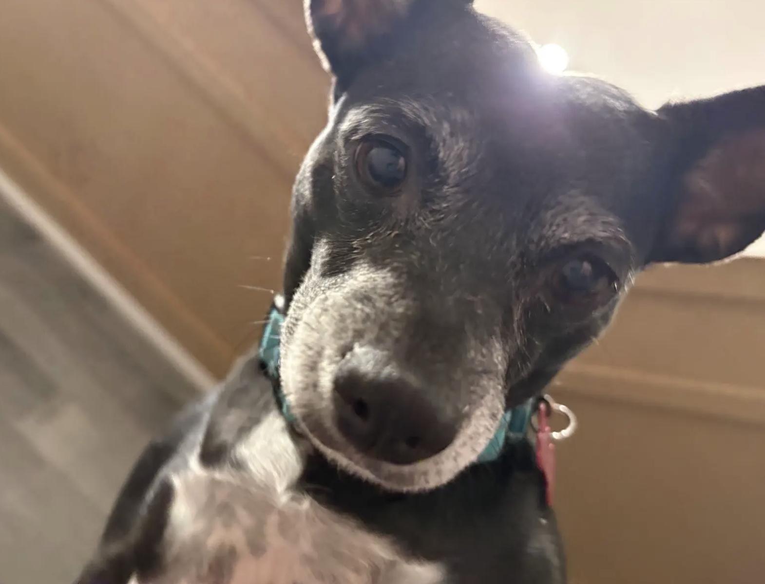 Claudette, a ADOPTABLE mixed breed in Buena Vista, CO image 4/4