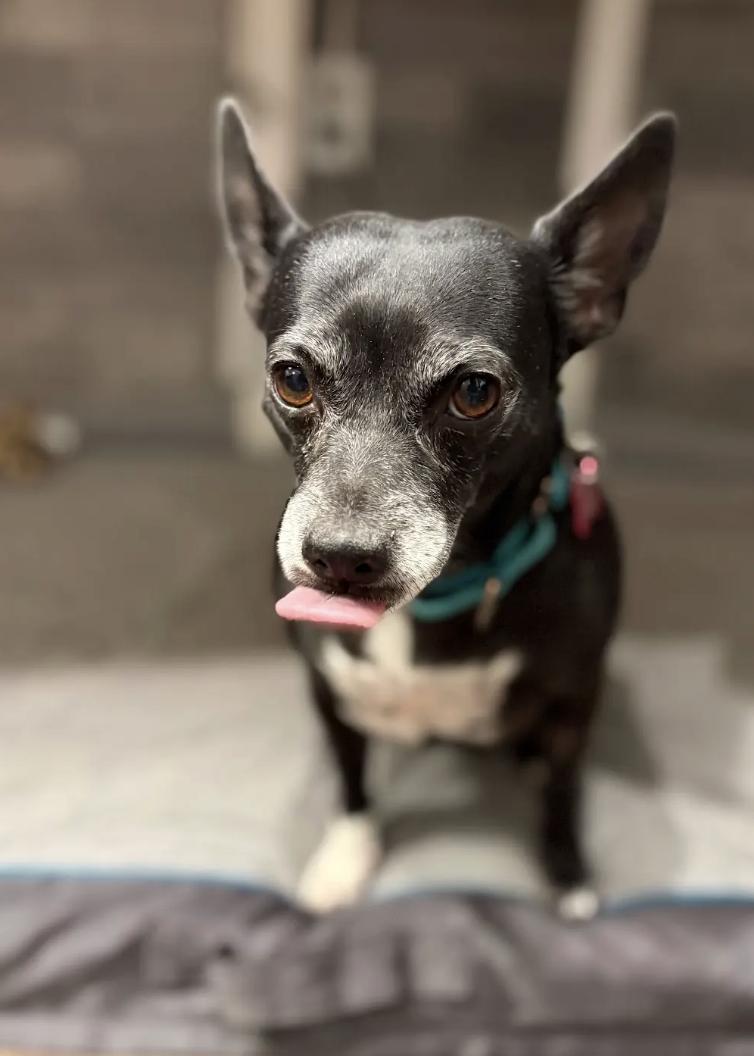 Claudette, a ADOPTABLE mixed breed in Buena Vista, CO image 3/4