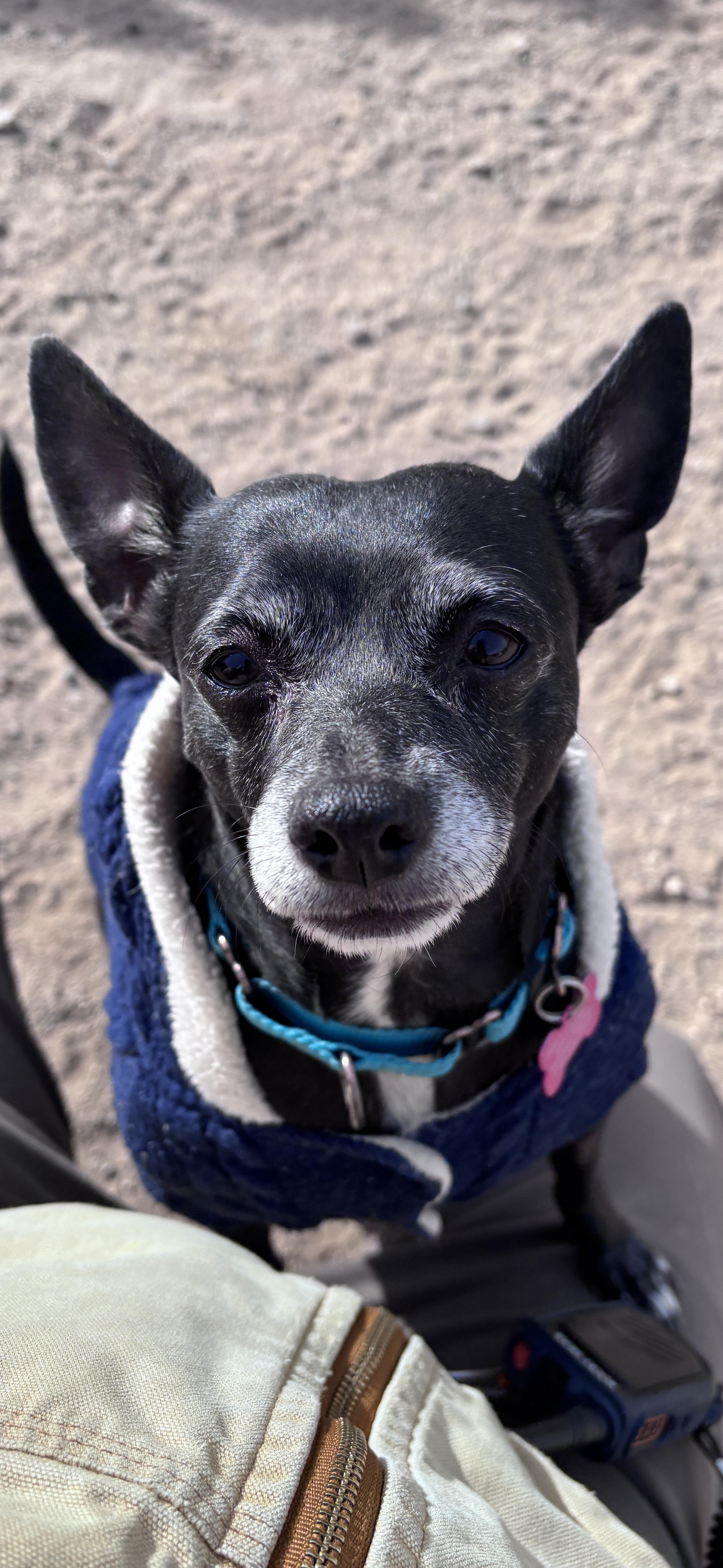 Claudette, a ADOPTABLE mixed breed in Buena Vista, CO image 2/4
