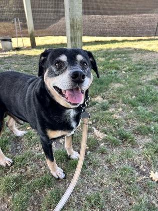 Enlarge Newt, a ADOPTABLE mixed breed in Roseburg, OR image 1/1