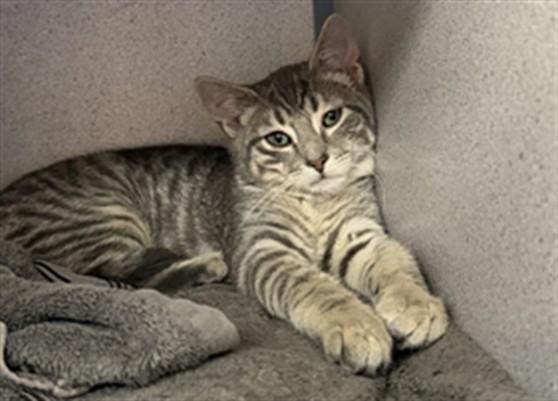CHET, Adoptable, Kitten Male Domestic Short Hair.
