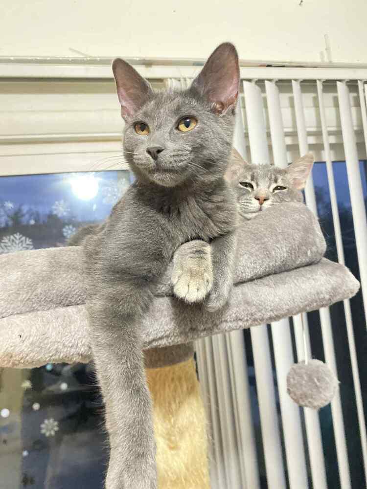 Kiara, Adoptable, Kitten Female Domestic Short Hair.