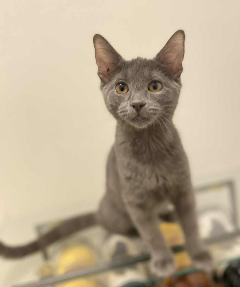 Enlarge Kiara, a Adoptable Domestic Short Hair in Homer Glen, IL image 2/2