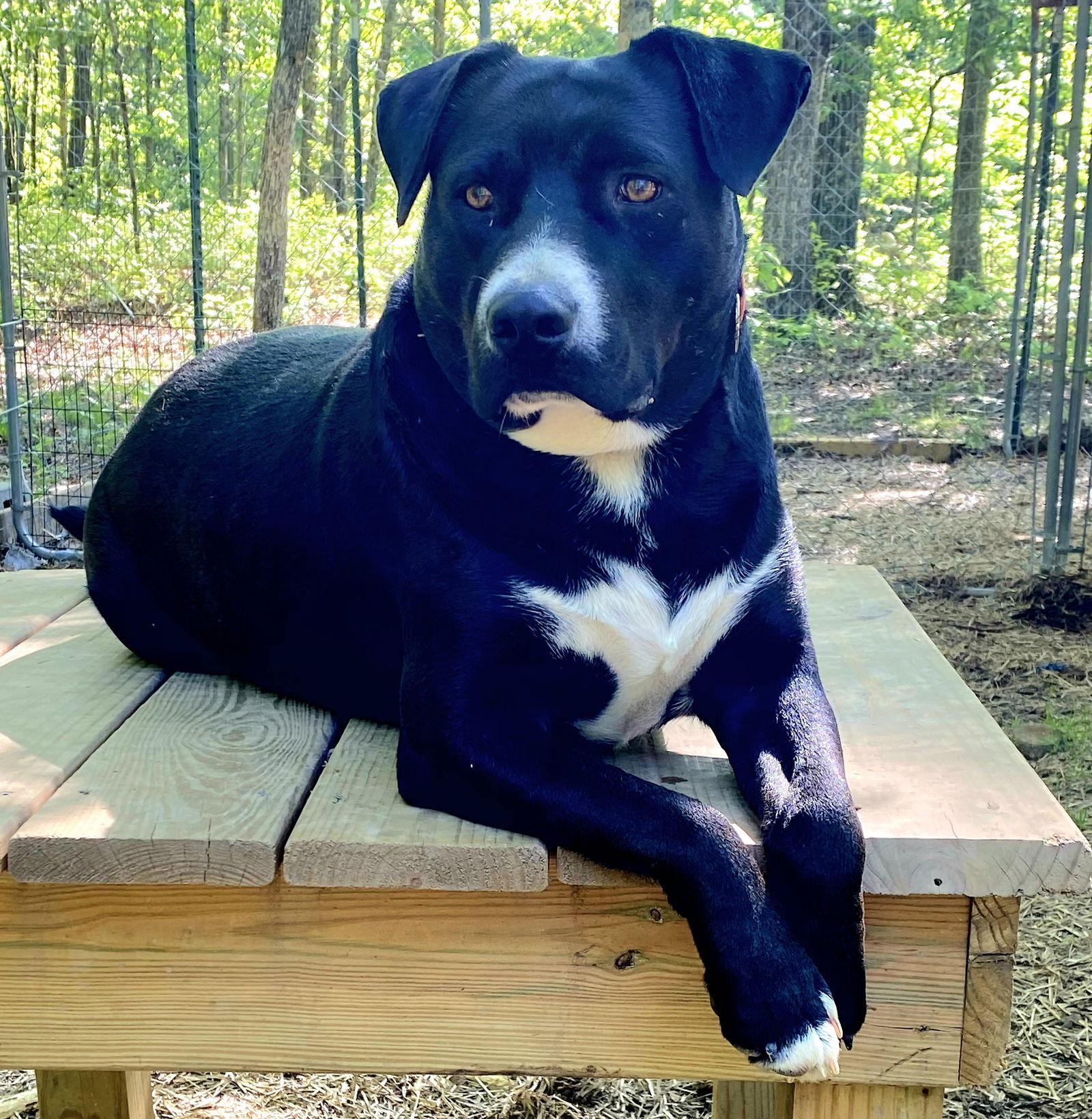 HUNTER, Adoptable, Young Male Labrador Retriever.
