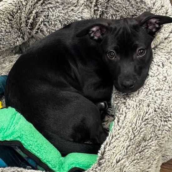 Enlarge Jingle, an adopted Black Labrador Retriever in Hilton Head Island, SC image 1/1