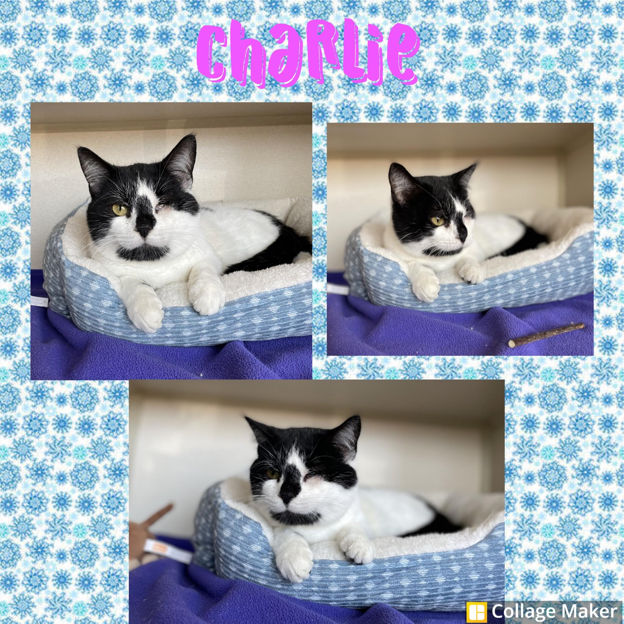 Charlie, Adoptable, Adult Male Domestic Short Hair.
