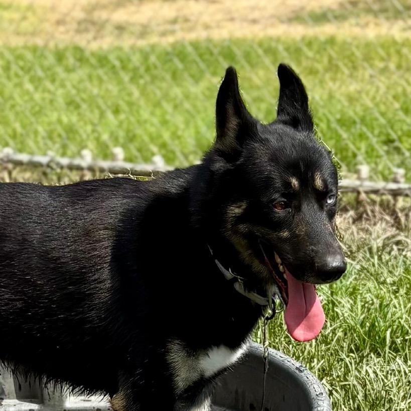 Kieran, Adoptable, Adult Male German Shepherd Dog & Siberian Husky.