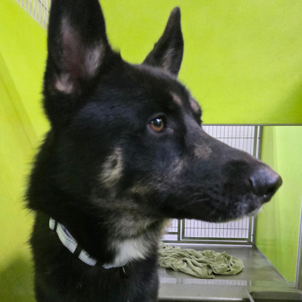 Enlarge Kieran, a Adoptable mixed breed in San Jacinto, CA image 2/6