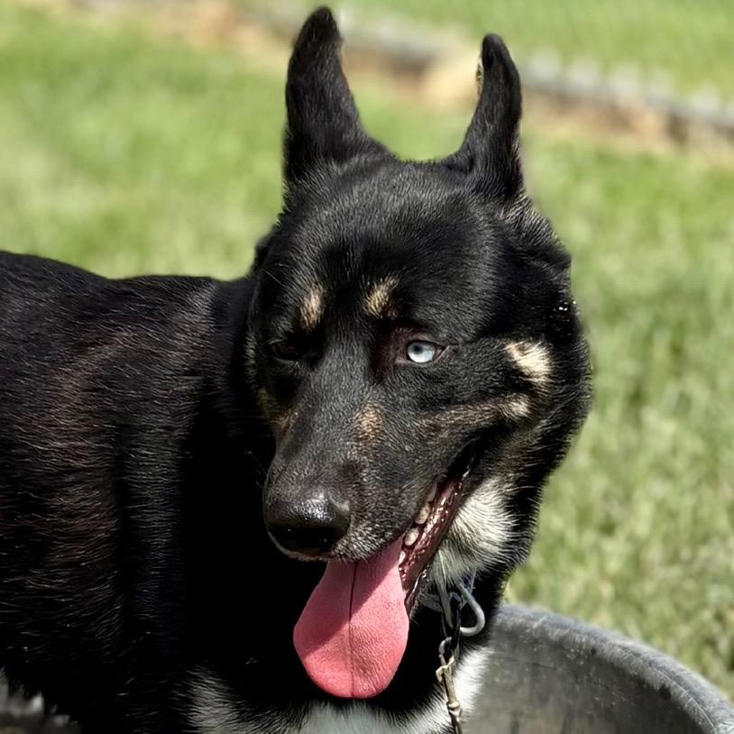 Enlarge Kieran, a Adoptable mixed breed in San Jacinto, CA image 3/6