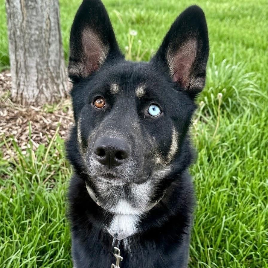 Enlarge Kieran, a Adoptable mixed breed in San Jacinto, CA image 4/6