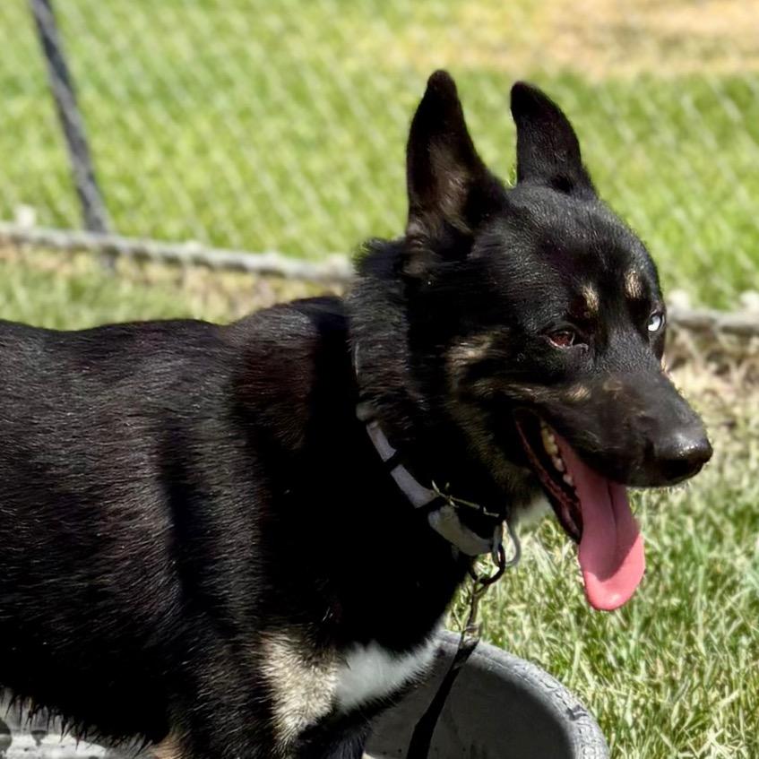 Enlarge Kieran, a Adoptable mixed breed in San Jacinto, CA image 5/6