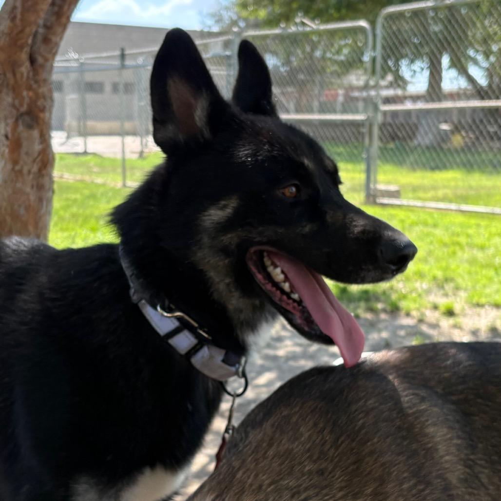 Enlarge Kieran, a Adoptable mixed breed in San Jacinto, CA image 6/6