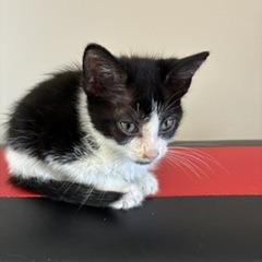Enlarge Mint, a Adoptable Domestic Short Hair in Greensboro, GA image 1/1