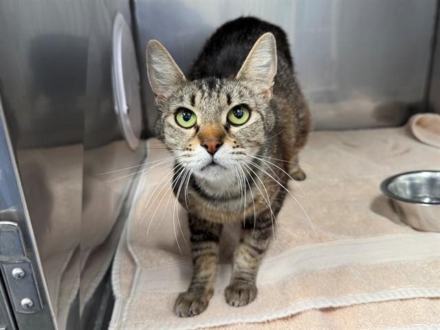 PEARL, Adoptable, Young Female Domestic Short Hair.