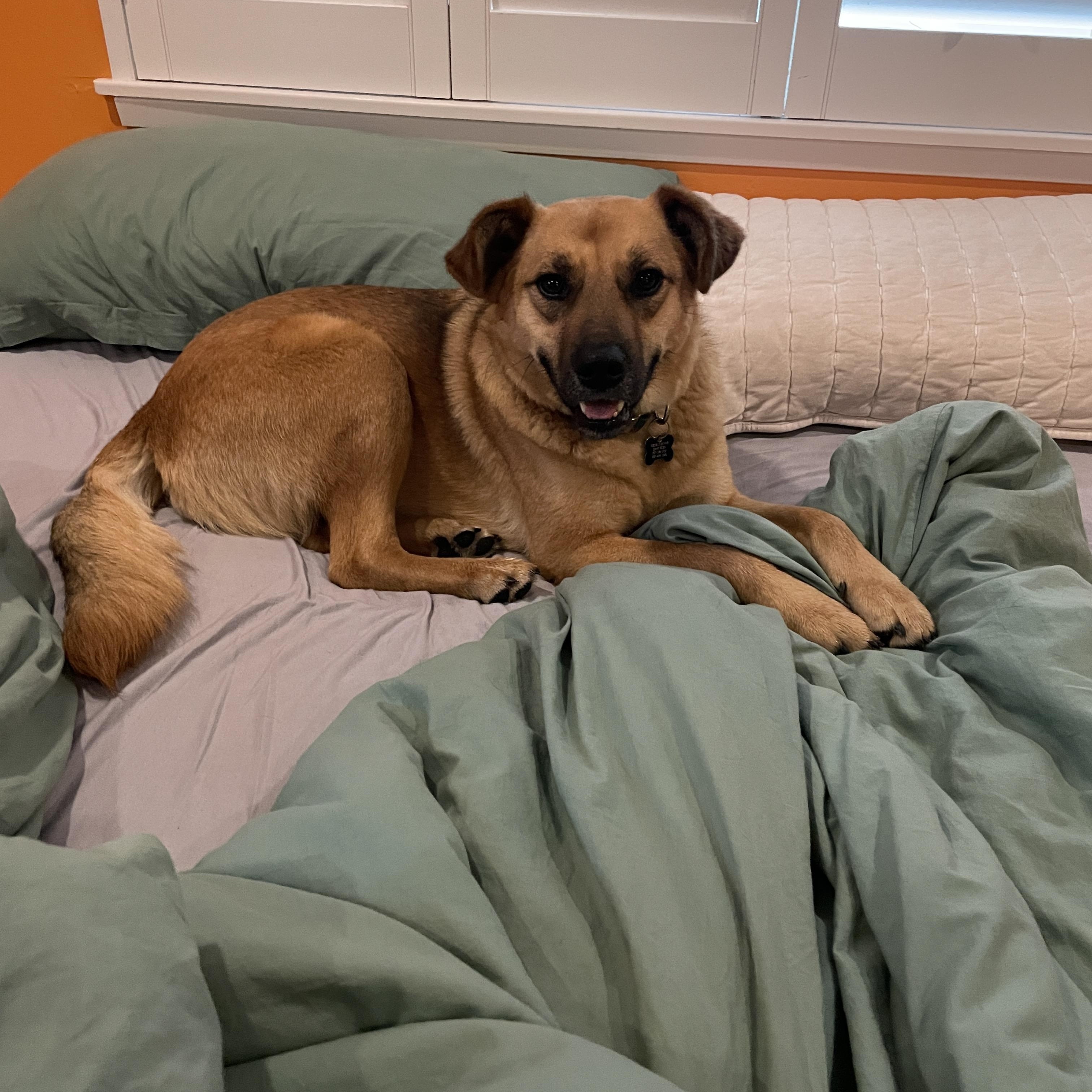 Enlarge Neigh Neigh, a Adoptable mixed breed in Santa Rosa, CA image 4/6