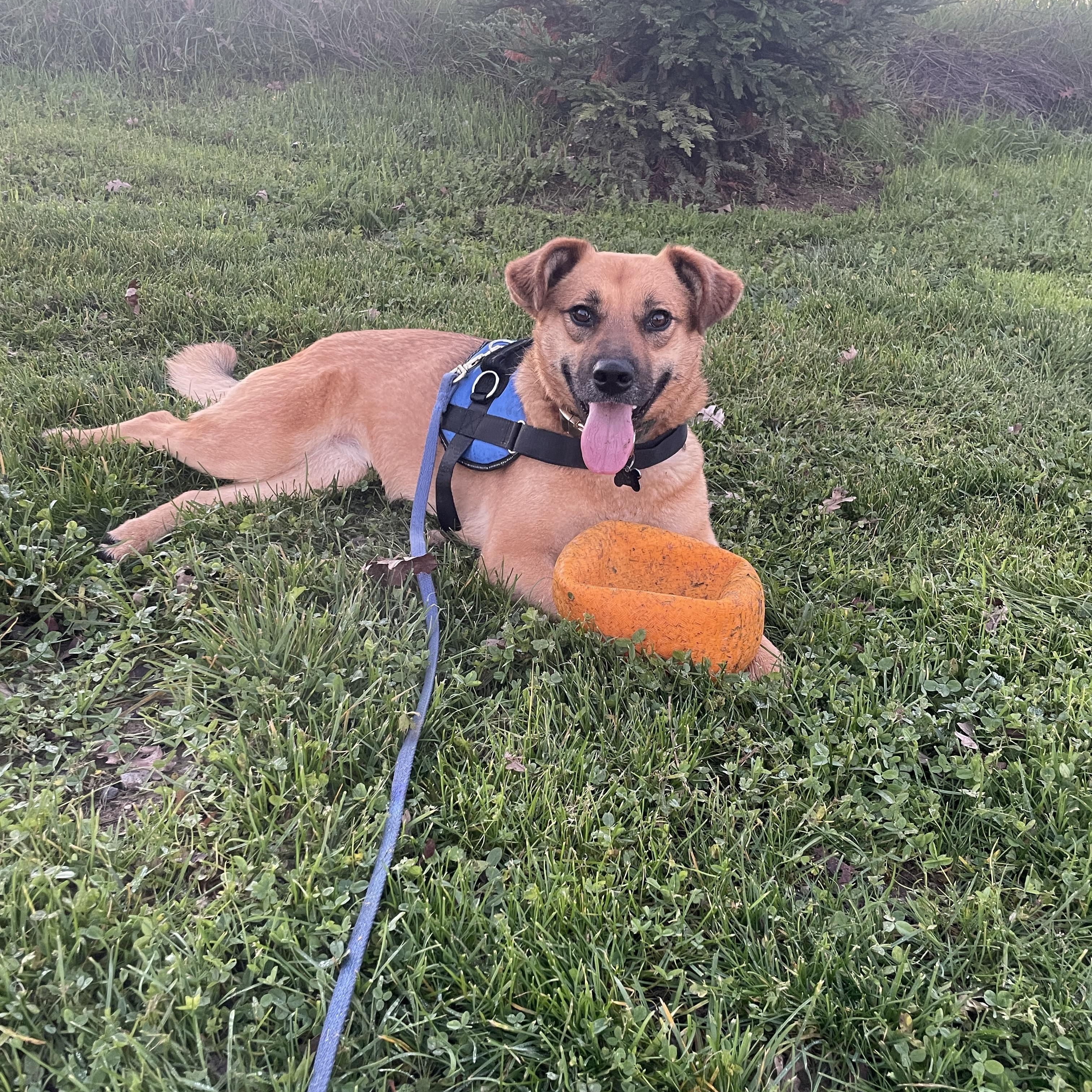 Neigh Neigh, Adoptable, Young Female German Shepherd Dog.