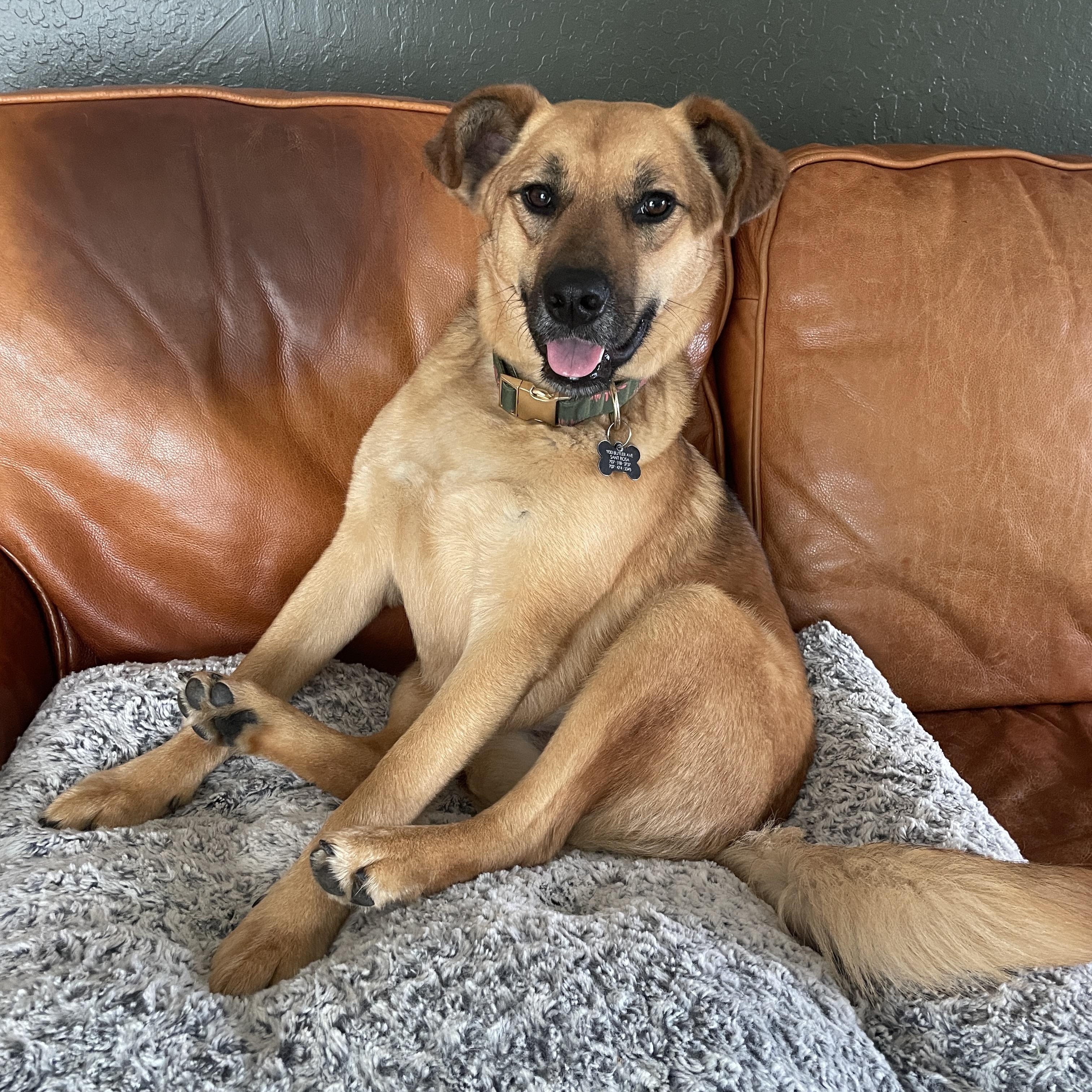 Enlarge Neigh Neigh, an adoptable mixed breed in Santa Rosa, CA image 1/6