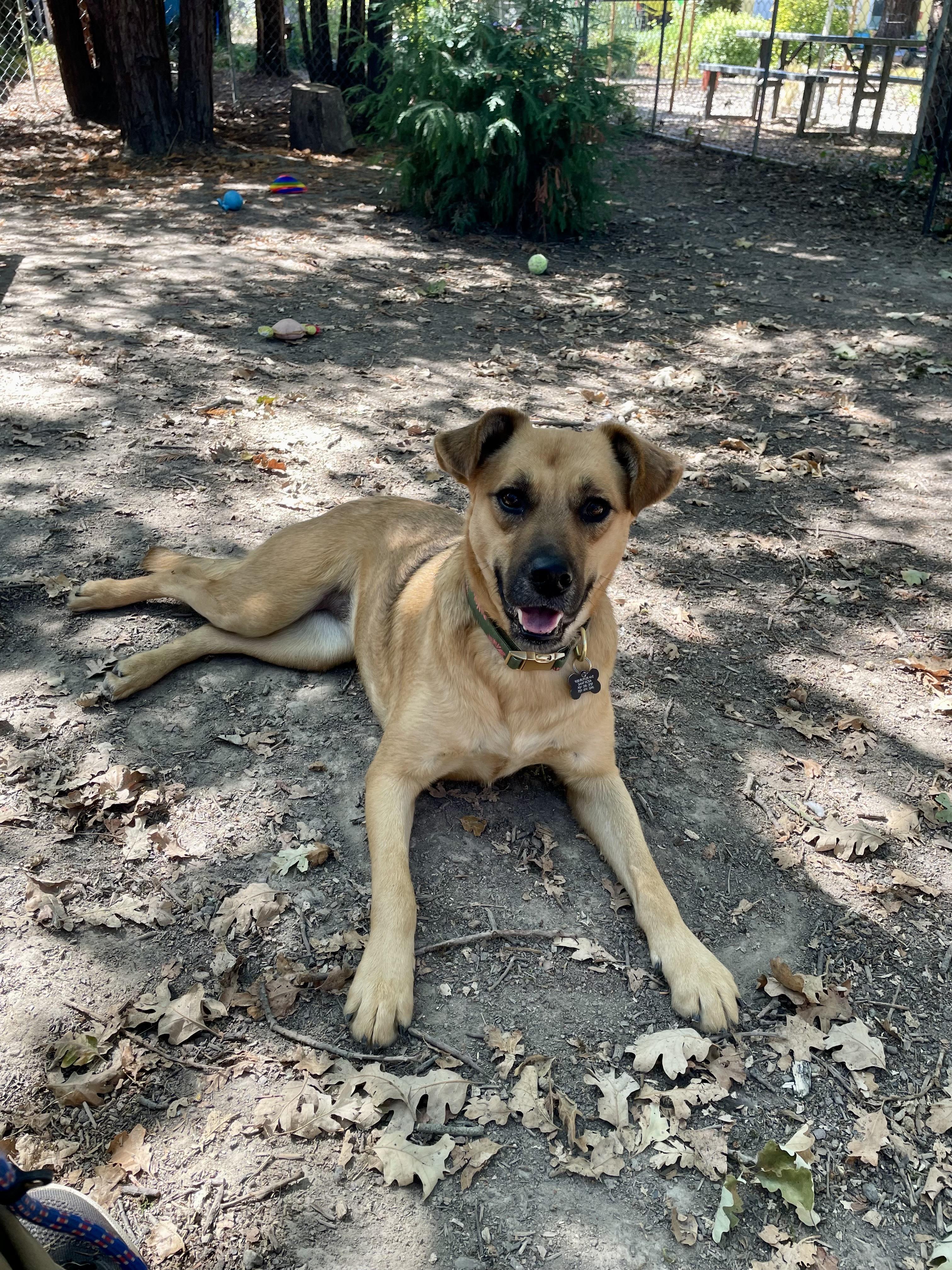 Renata, a Adoptable mixed breed in Santa Rosa, CA image 1/6