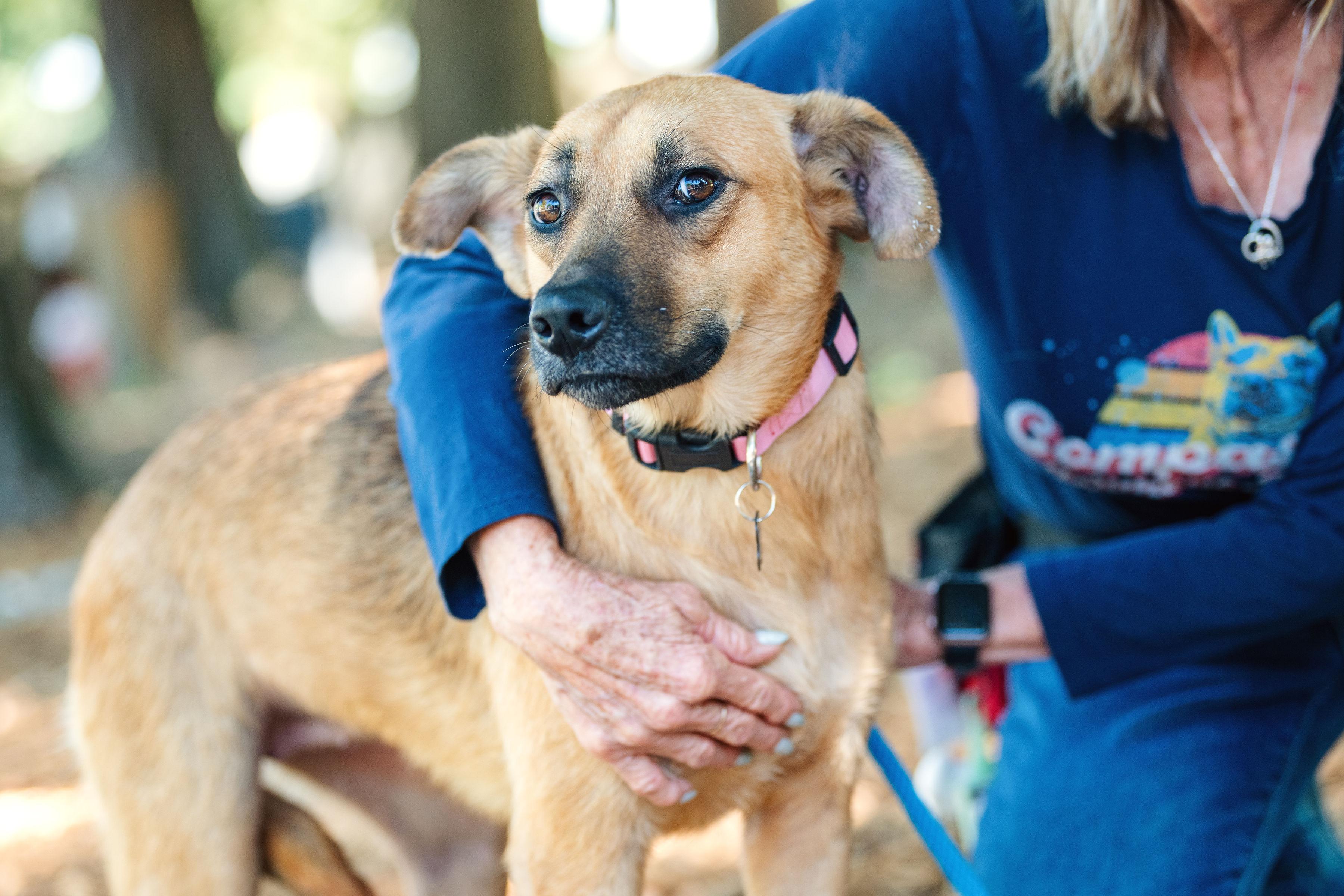 Renata, a Adoptable mixed breed in Santa Rosa, CA image 5/6
