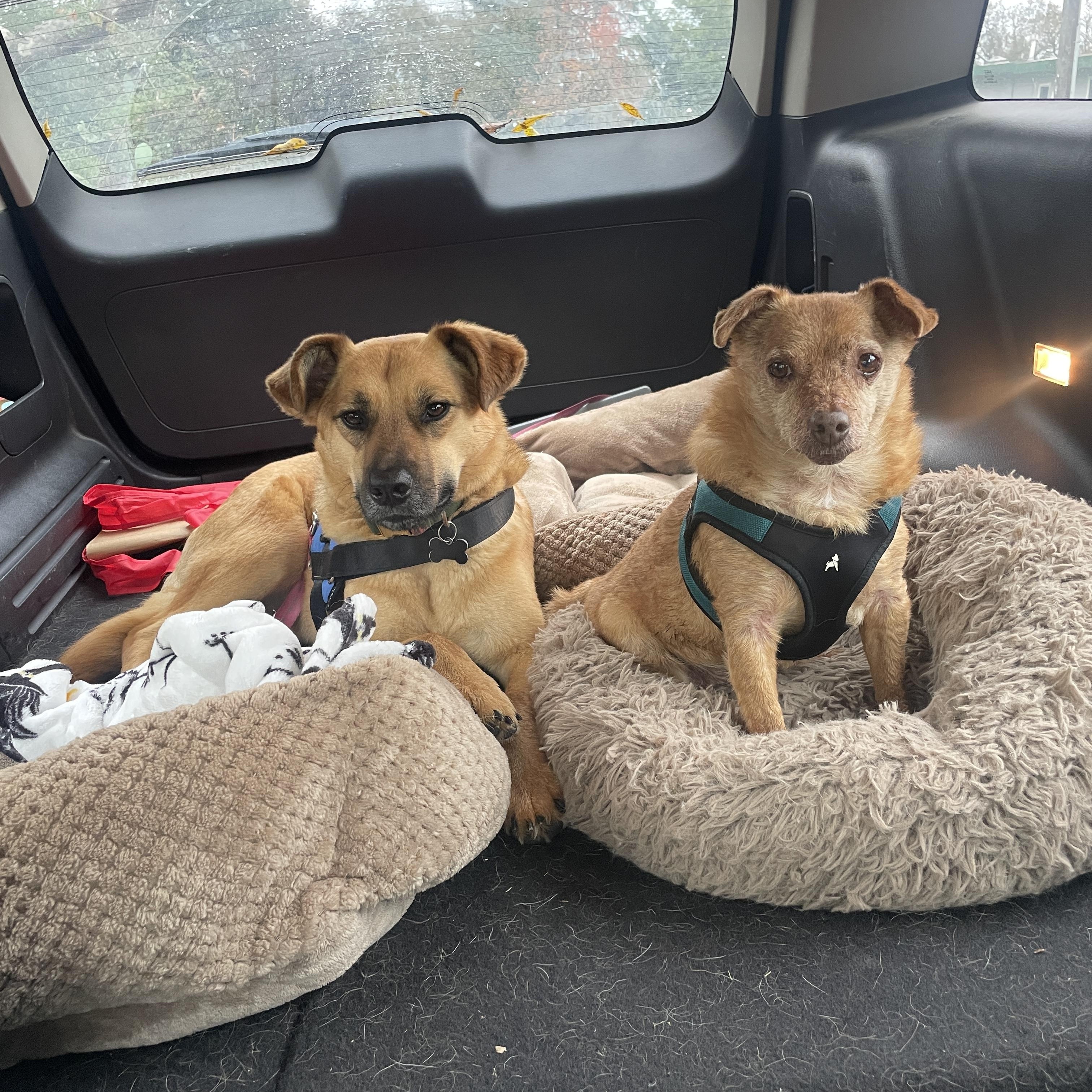 Enlarge Neigh Neigh, a Adoptable mixed breed in Santa Rosa, CA image 6/6