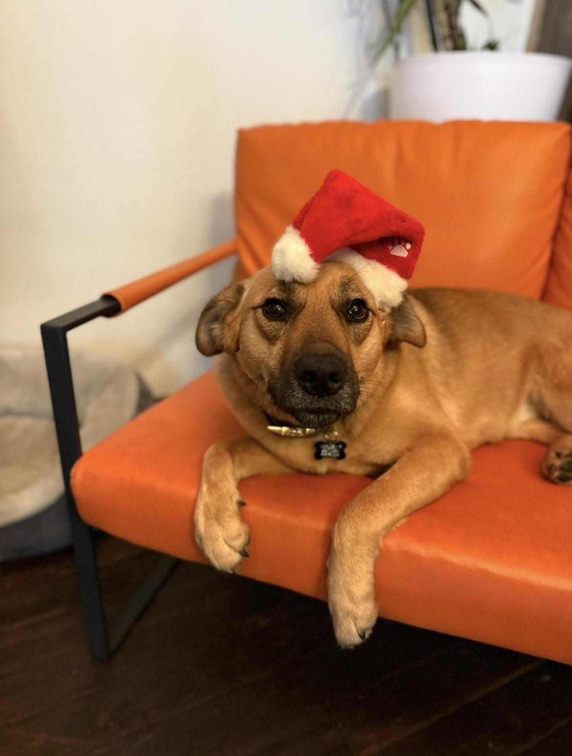 Enlarge Neigh Neigh, a Adoptable mixed breed in Santa Rosa, CA image 5/6