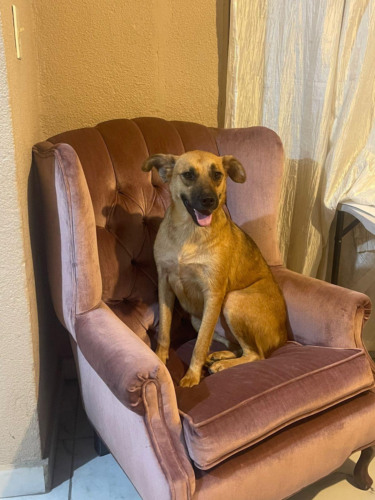 Renata, a Adoptable mixed breed in Santa Rosa, CA image 6/6