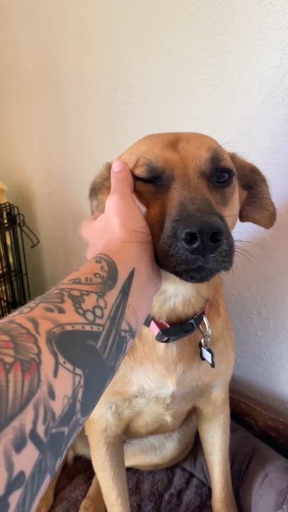 Enlarge Renata, a Adoptable mixed breed in Santa Rosa, CA video 4/6