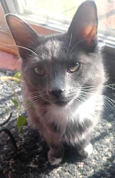 Abe, an adopted Domestic Medium Hair in Euclid, OH image 3/3