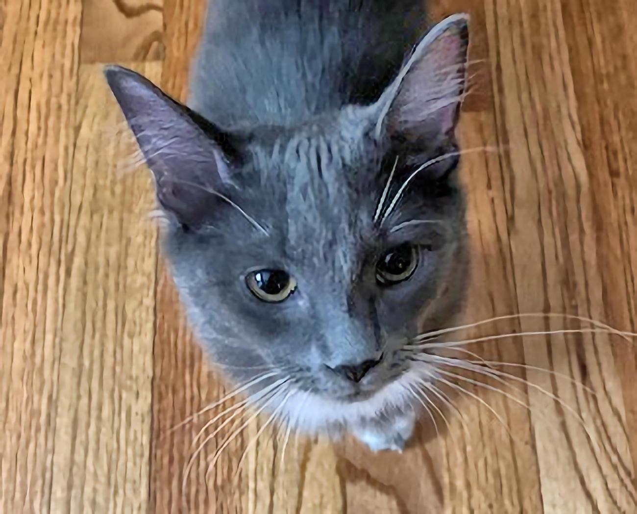 Abe, an adopted Domestic Medium Hair in Euclid, OH image 1/3