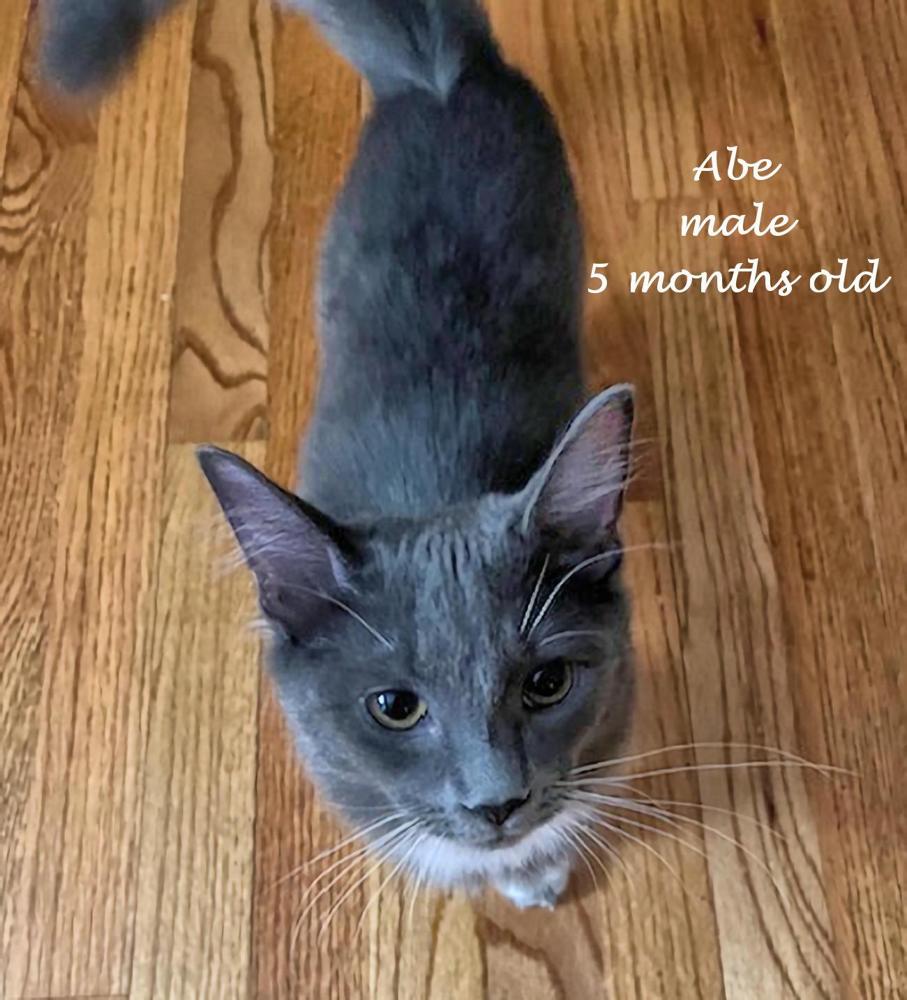 Abe, an adopted Domestic Medium Hair in Euclid, OH image 2/3