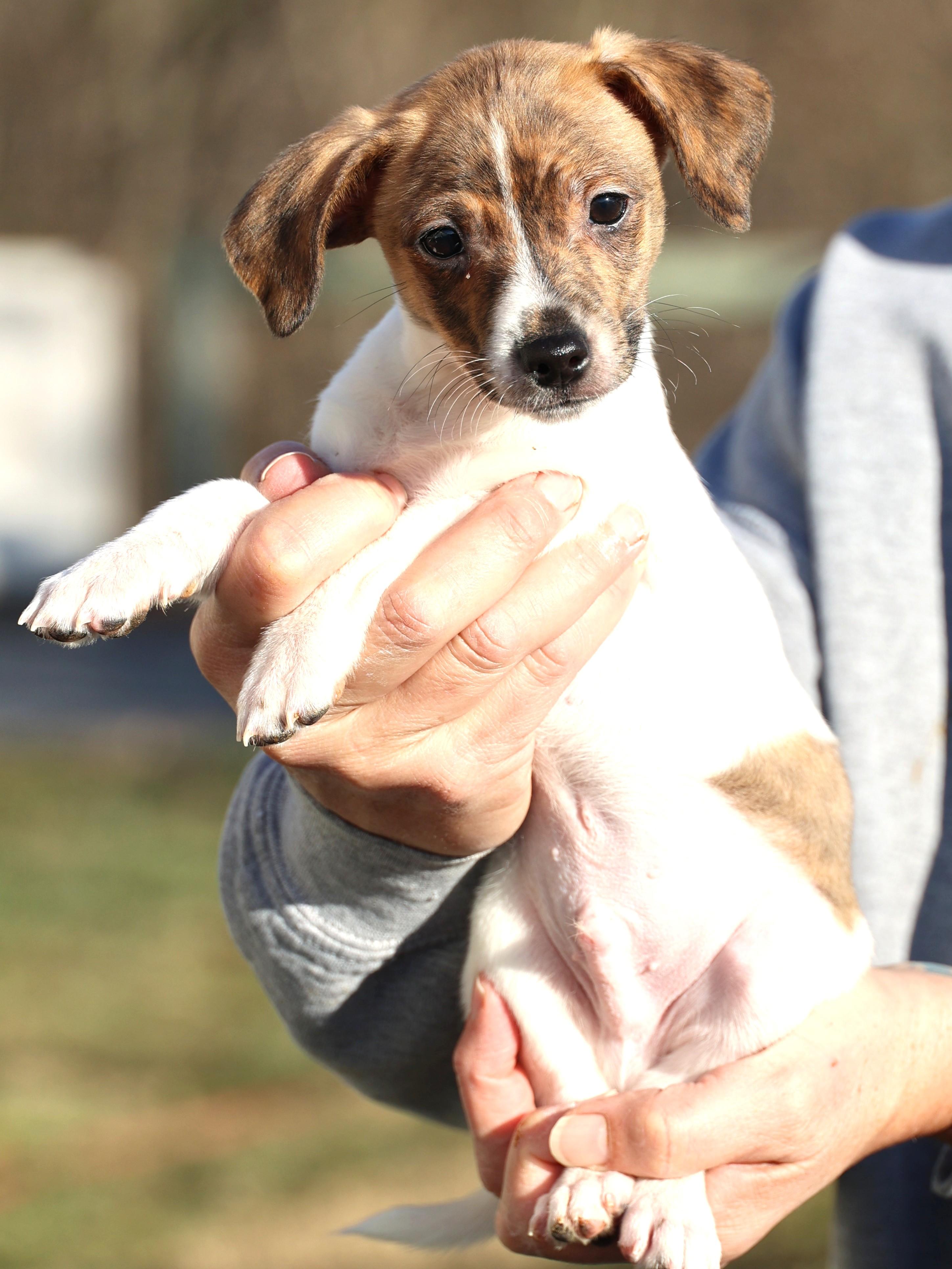 Enlarge Ulysses-Available! www.lhar.dog to apply! , an adoptable mixed breed in Frederick, MD image 6/6