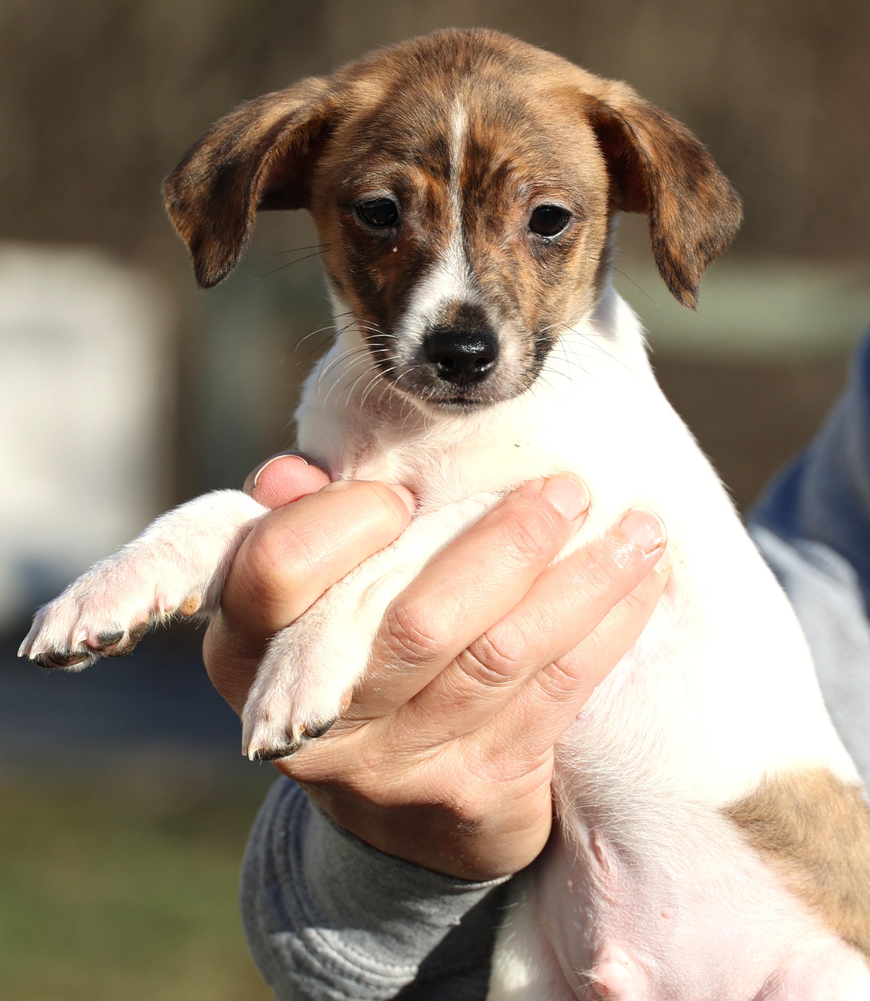 Enlarge Ulysses-Available! www.lhar.dog to apply! , an adoptable mixed breed in Frederick, MD image 4/6