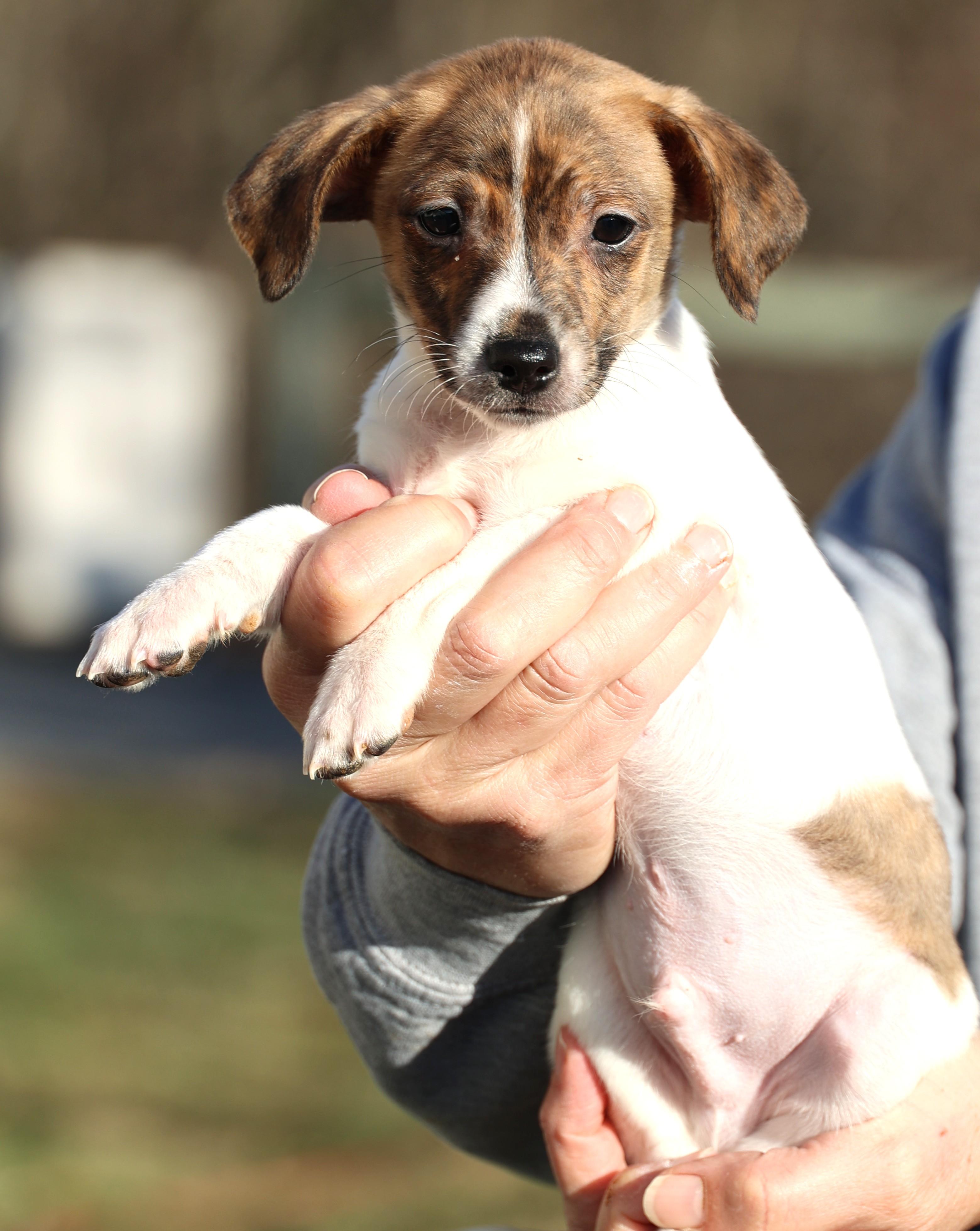 Enlarge Ulysses-Available! www.lhar.dog to apply! , an adoptable mixed breed in Frederick, MD image 3/6
