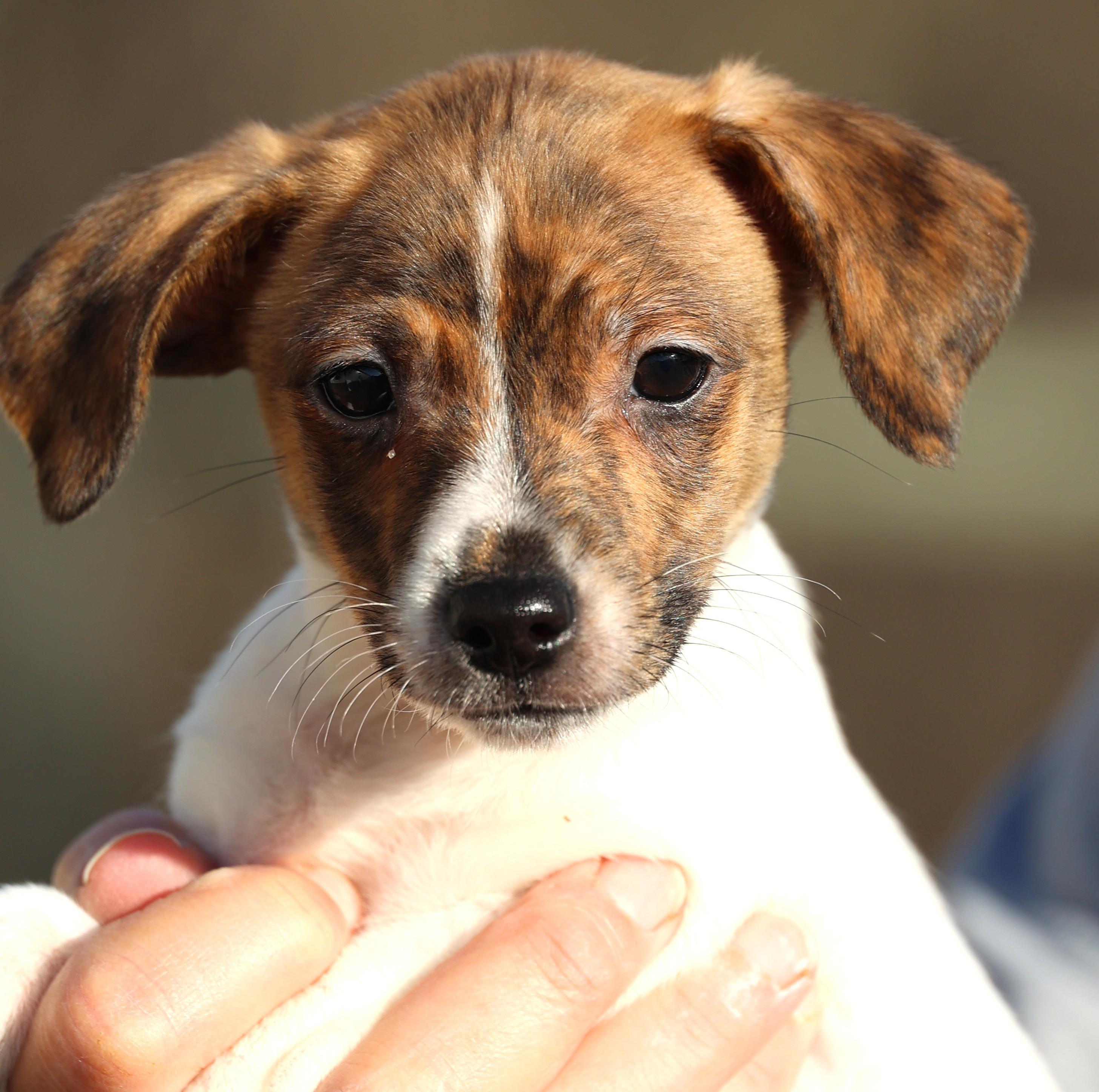 Enlarge Ulysses-Available! www.lhar.dog to apply! , an adoptable mixed breed in Frederick, MD image 2/6