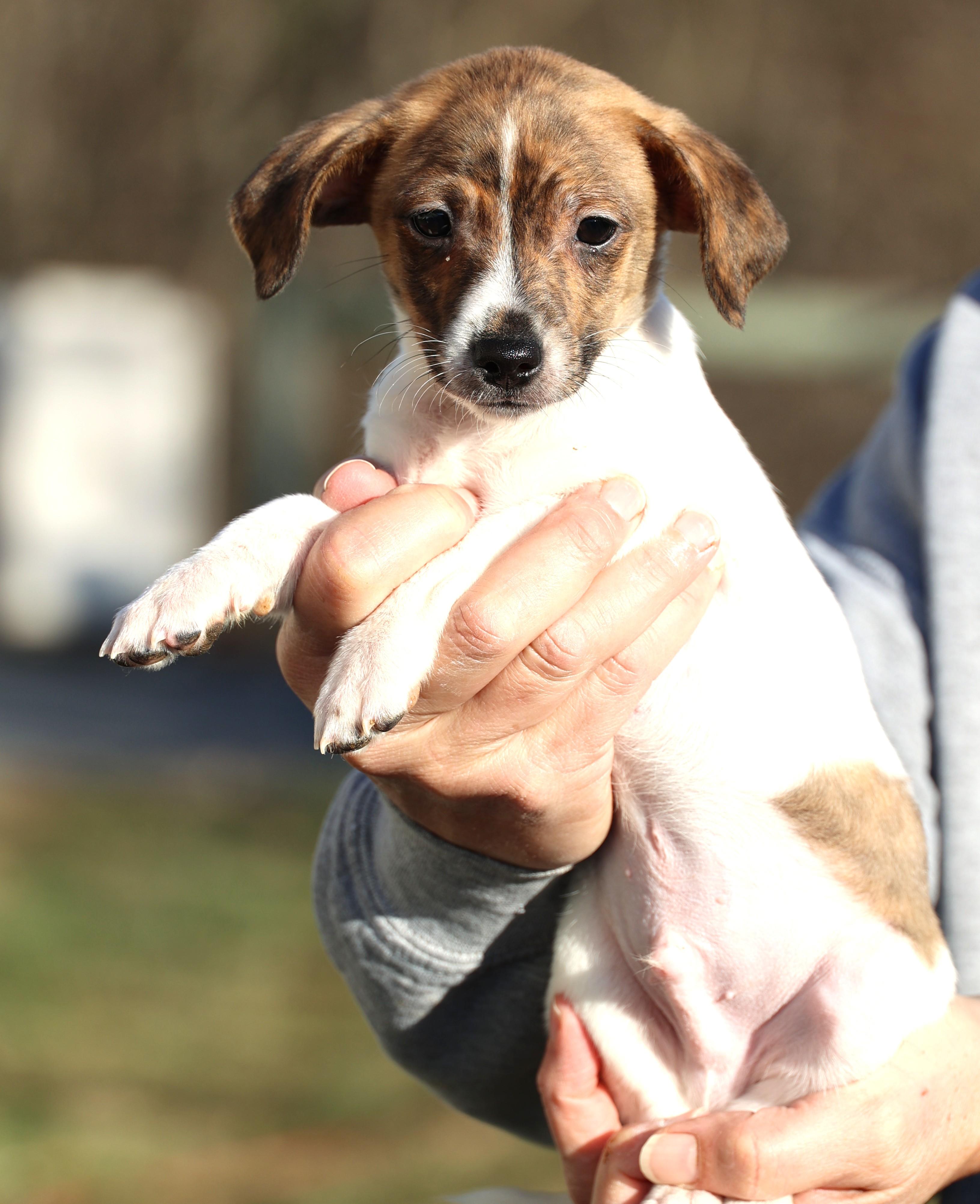 Enlarge Ulysses-Available! www.lhar.dog to apply! , an adoptable mixed breed in Frederick, MD image 5/6