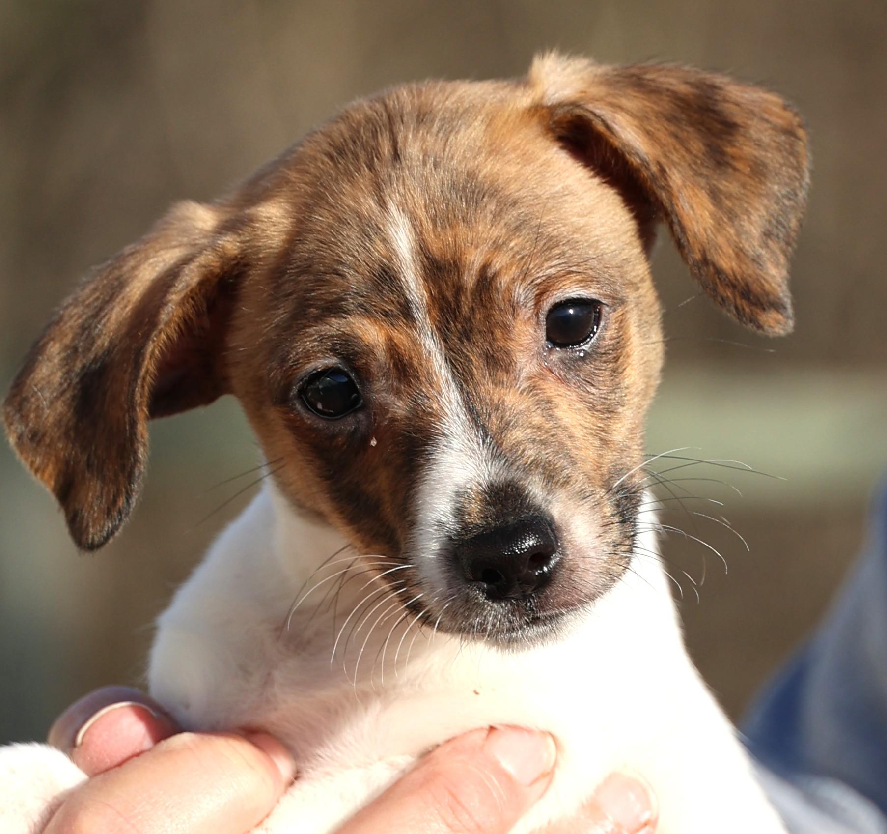 Ulysses-Available! www.lhar.dog to apply! , adoptable, Puppy Male Jack Russell Terrier & Chihuahua.