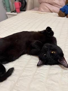 Enlarge Fettuccine, a Adoptable Domestic Short Hair in Arthur, ON image 1/5