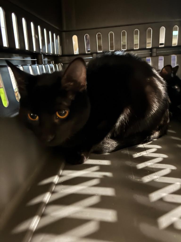 Enlarge Fettuccine, a Adoptable Domestic Short Hair in Arthur, ON image 2/5