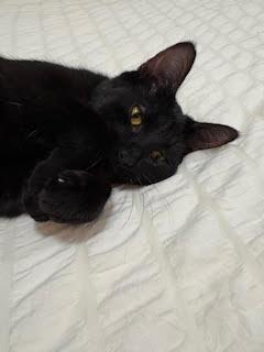 Enlarge Fettuccine, a Adoptable Domestic Short Hair in Arthur, ON image 4/5