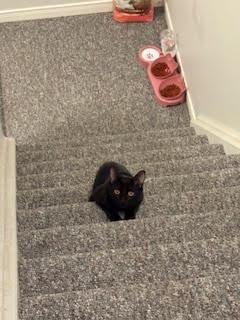 Enlarge Fettuccine, a Adoptable Domestic Short Hair in Arthur, ON image 5/5