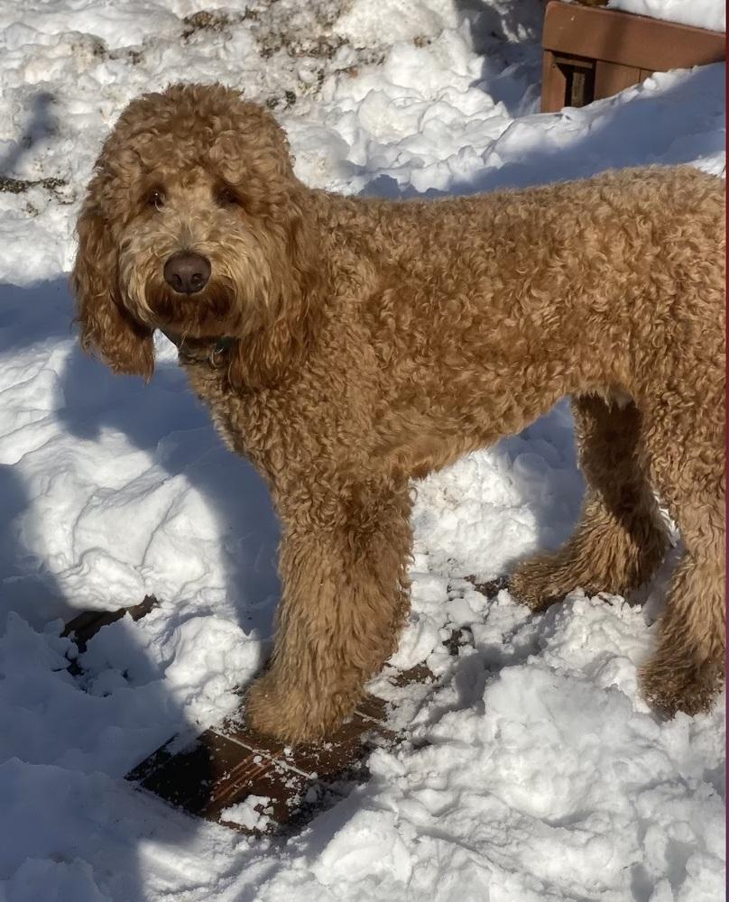 Bentley, Adopted, Adult Male Labradoodle.