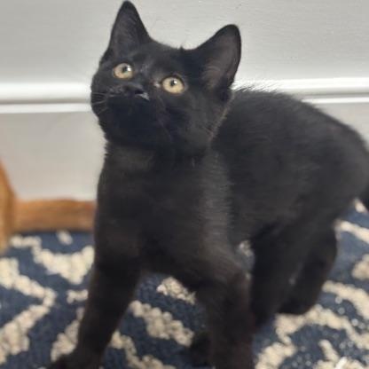 Salem thumbnail 2