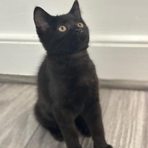 Salem thumbnail 3