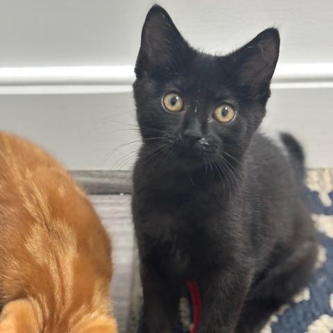 Salem