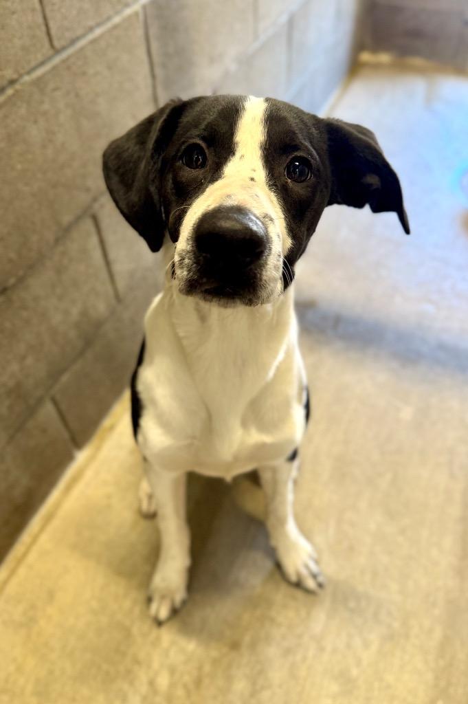 Diesel, a Adoptable mixed breed in Gillette, WY image 1/3